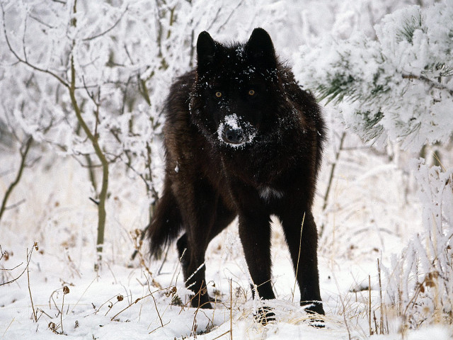 Black wolf snow forest trees free wallpaper - medium preview image