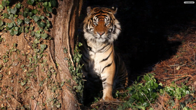 Tiger dark tree bushes jigsaw free wallpaper - medium preview image