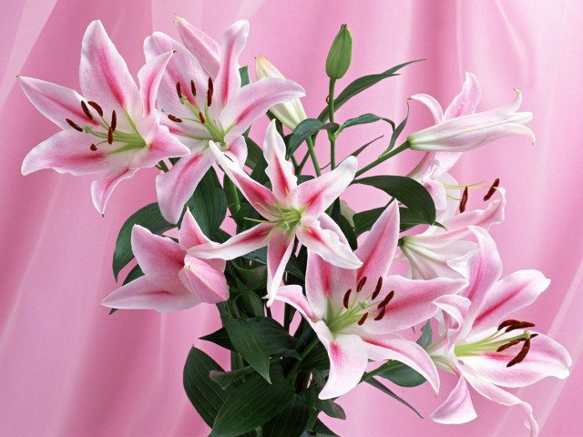 Vase pink flowers background cloth free wallpaper - medium preview image