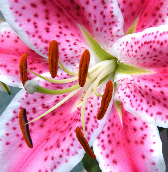 Pink white flower red spots free wallpaper - medium preview image