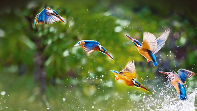 Birds flying water trees background free wallpaper - medium preview image