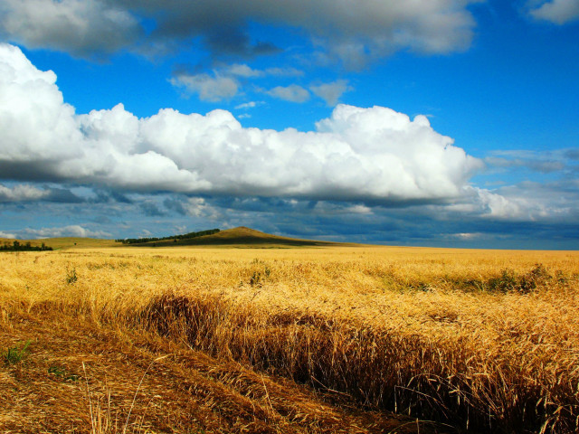 Wheat field cloudy sky hill free wallpaper - medium preview image