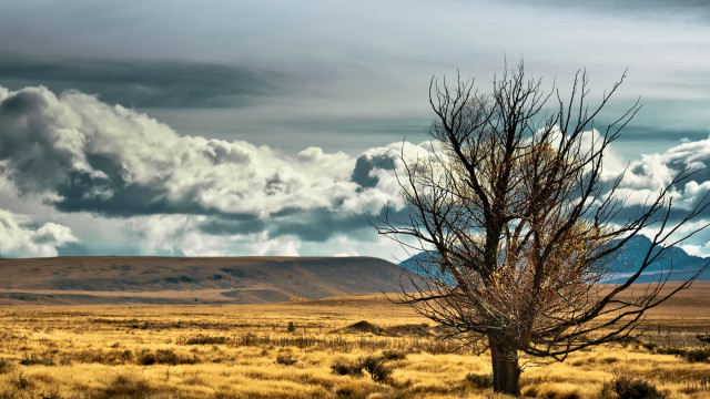 Lone tree field mountains clouds free wallpaper - medium preview image