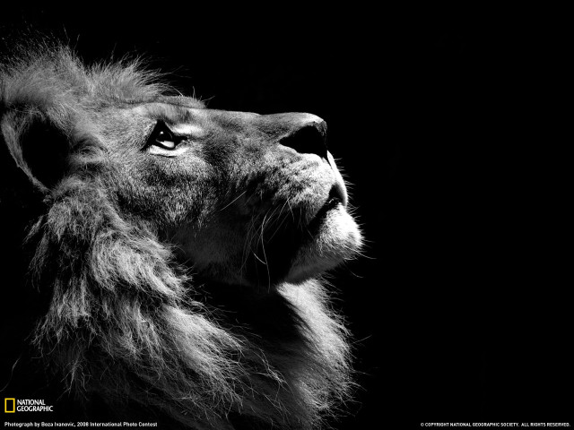 Lion looking up black background #3 free wallpaper - medium preview image