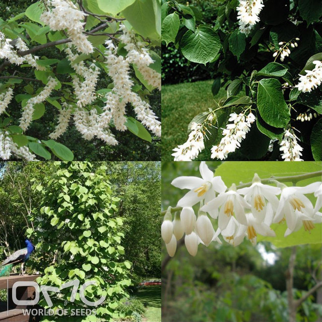 White flowers green leaves park free wallpaper - medium preview image