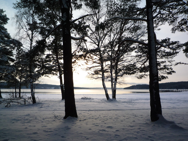 Trees snow water footprints ground free wallpaper - medium preview image