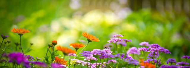 Field of flowers blurry background #3 free wallpaper - medium preview image
