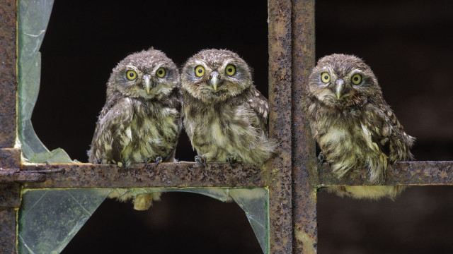 Three owls metal bar green free wallpaper - medium preview image