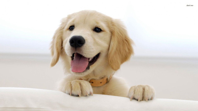 Dog sitting pillow smiling camera free wallpaper - medium preview image