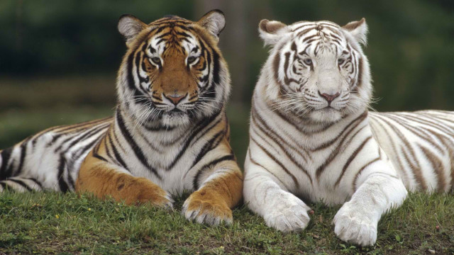 White tigers laying grass field #2 free wallpaper - medium preview image