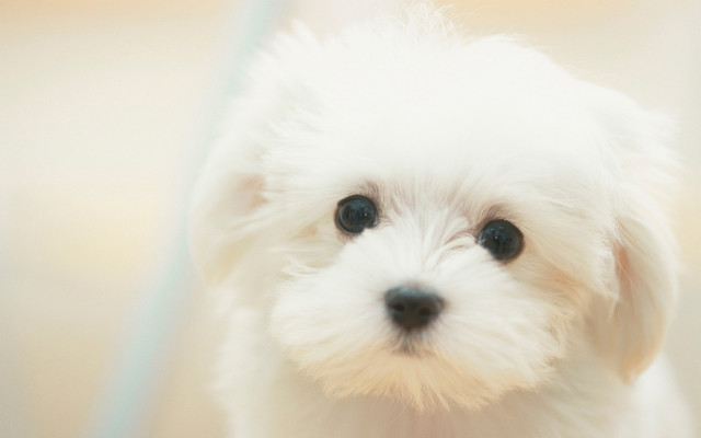 White dog black nose white free wallpaper - medium preview image