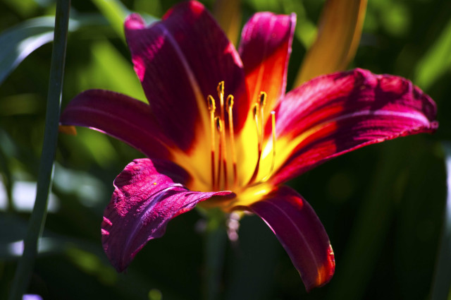 Purple yellow flower green leaves free wallpaper - medium preview image