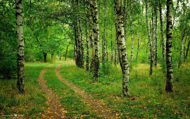 Dirt road forest trees leaves free wallpaper - medium preview image