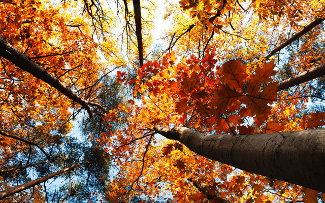 Tree top leaves sky background free wallpaper - medium preview image