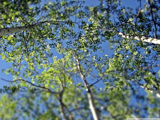 Trees view from below tops free wallpaper - medium preview image