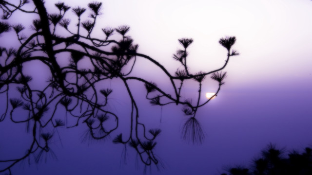 Tree branch light foggy sky free wallpaper - medium preview image