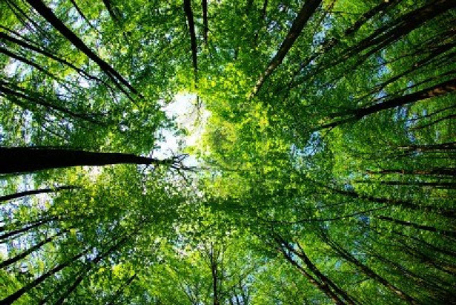 Tree top green leaves sky free wallpaper - medium preview image
