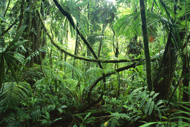 Jungle trees plants rope hanging free wallpaper - medium preview image