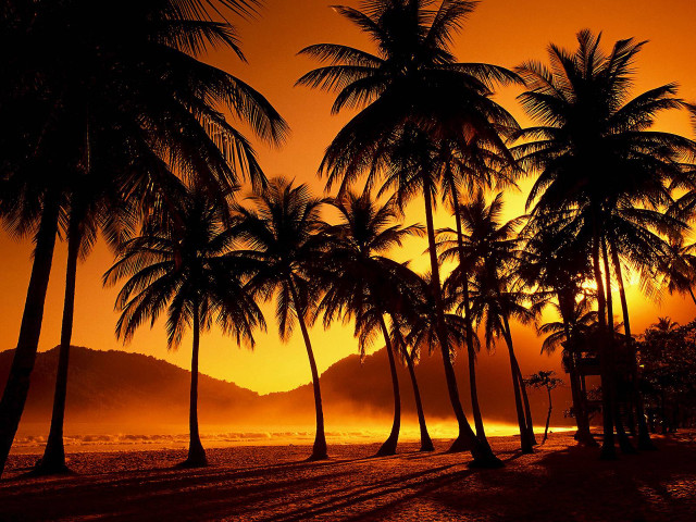 Sunset palm trees bench beach #3 free wallpaper - medium preview image