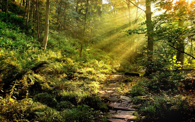 Sunbeams path woods trees leaves free wallpaper - medium preview image