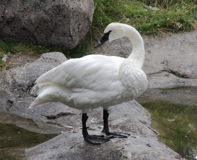 White swan rock water grass free wallpaper - medium preview image