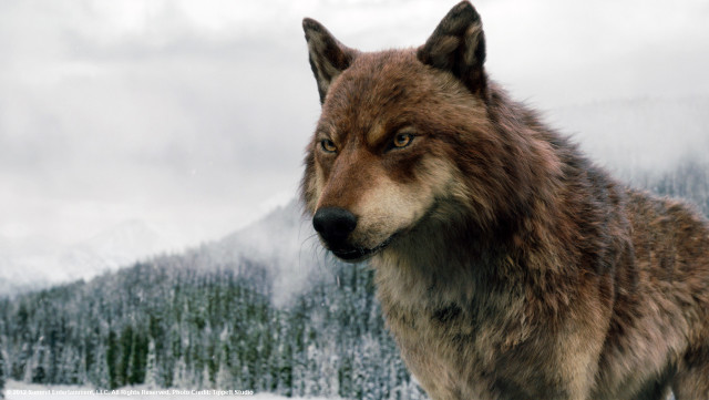 Wolf snow mountain trees cloudy free wallpaper - medium preview image