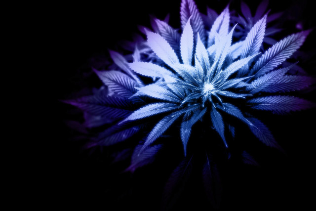 Blue white flower dark room free wallpaper - medium preview image