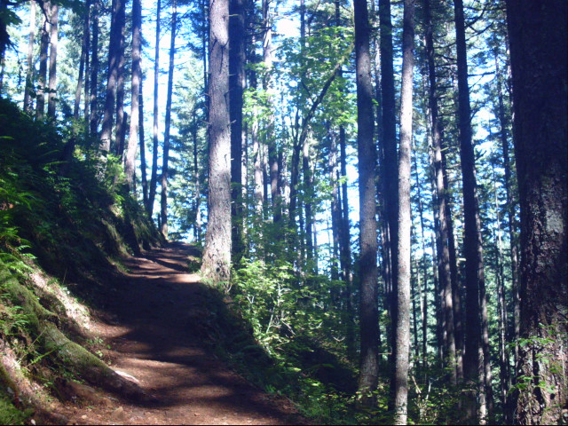 Trail woods trees bench nature free wallpaper - medium preview image