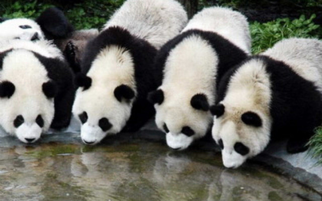 Panda pond zoo ecological wildlife free wallpaper - medium preview image