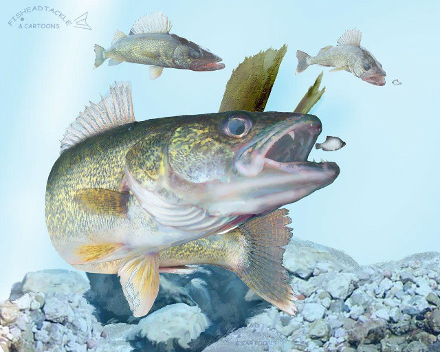 Fish mouth open background other free wallpaper - medium preview image