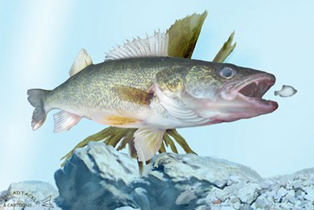 Fish open mouthed outdoors rock free wallpaper - medium preview image