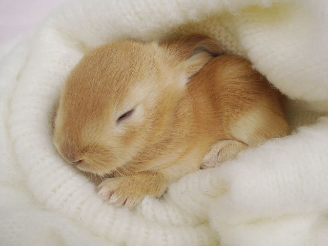 Cozy brown and white animal free wallpaper - medium preview image