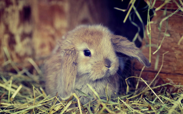 Small rabbit hay barn wooden free wallpaper - medium preview image