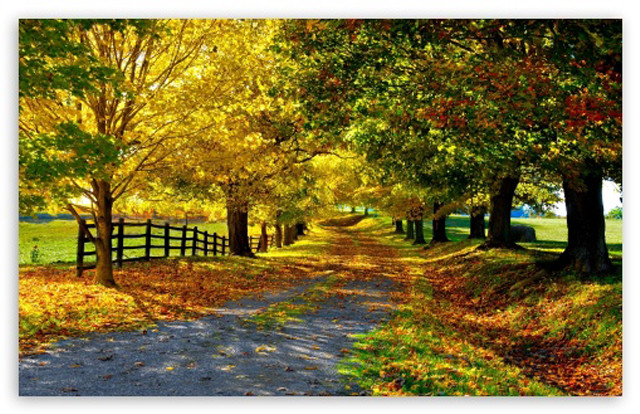 Dirt road fall colors trees free wallpaper - medium preview image