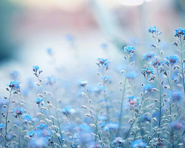 Blue flowers grass blurry background free wallpaper - medium preview image