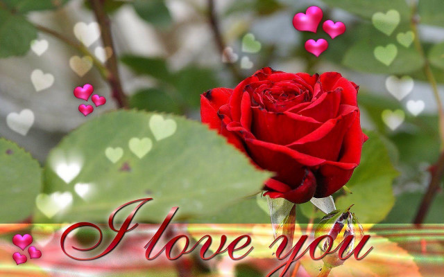 Red rose hearts background i #2 free wallpaper - medium preview image