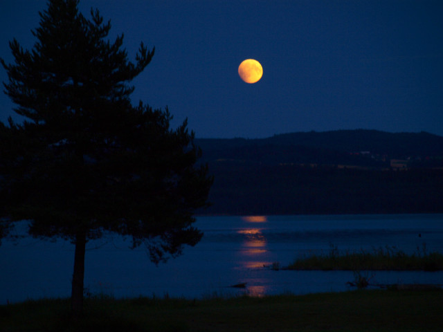 Full moon lake night tree free wallpaper - medium preview image