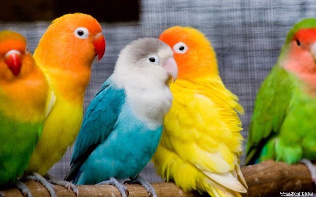 Colorful birds sitting branch caged #2 free wallpaper - medium preview image