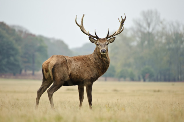 Deer field trees fog nature free wallpaper - medium preview image