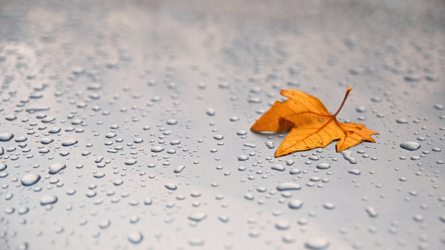 Leaf wet surface water droplets free wallpaper - medium preview image