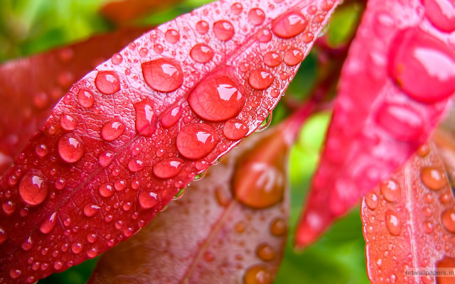 Red leaf water droplets green #2 free wallpaper - medium preview image