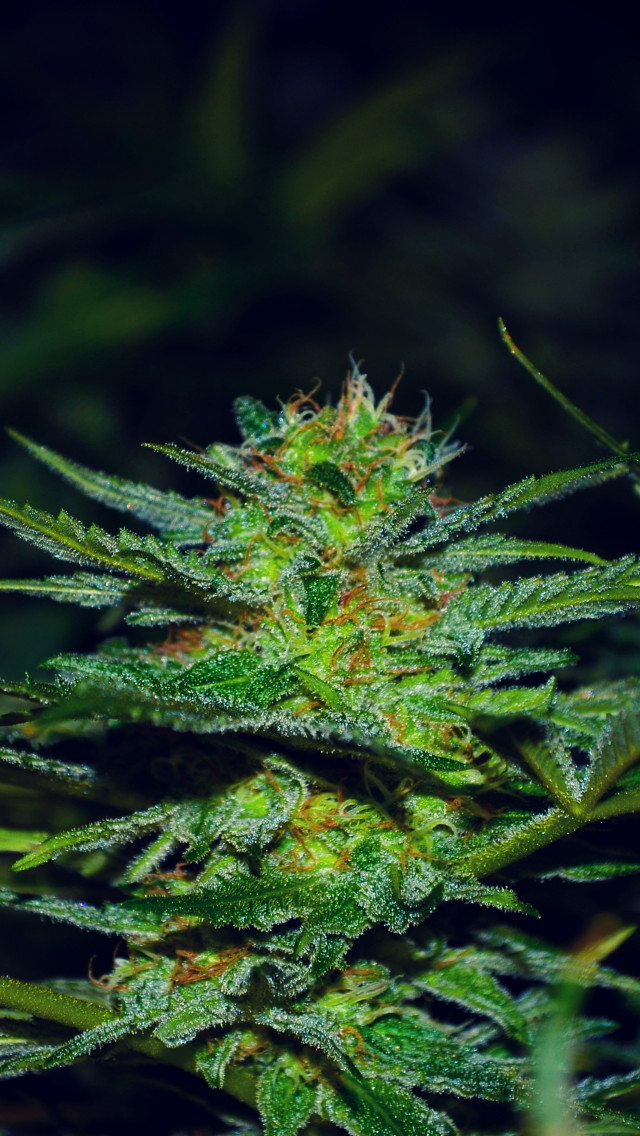 Close up green plant leaves free wallpaper - medium preview image