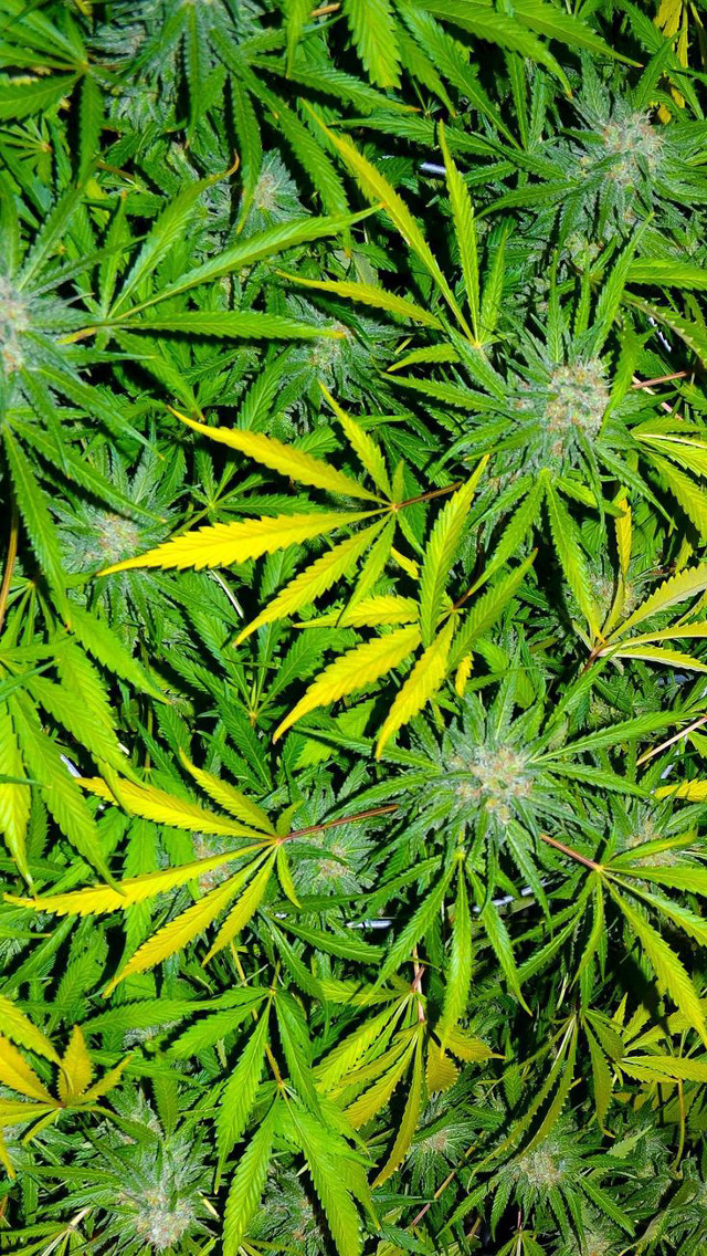 Close up plant leaves stems #3 free wallpaper - medium preview image