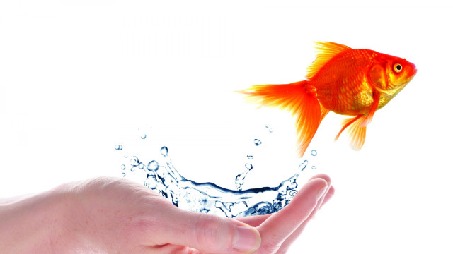 Hand goldfish water splash white free wallpaper - medium preview image