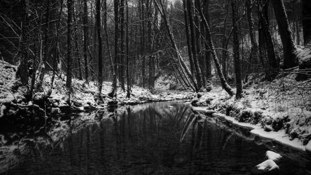 Stream snowy forest trees snow free wallpaper - medium preview image
