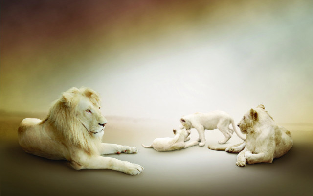 White lion two cubs sitting free wallpaper - medium preview image