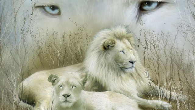White lion grass eyes open free wallpaper - medium preview image