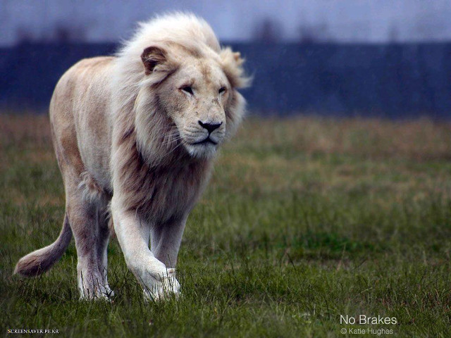 White lion green field blue free wallpaper - medium preview image