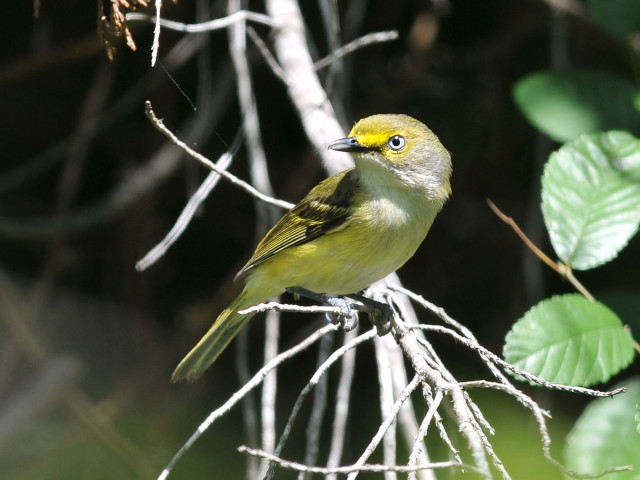 Small yellow bird perched branch #2 free wallpaper - medium preview image