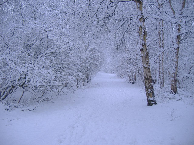 Snowy path woods trees sign free wallpaper - medium preview image